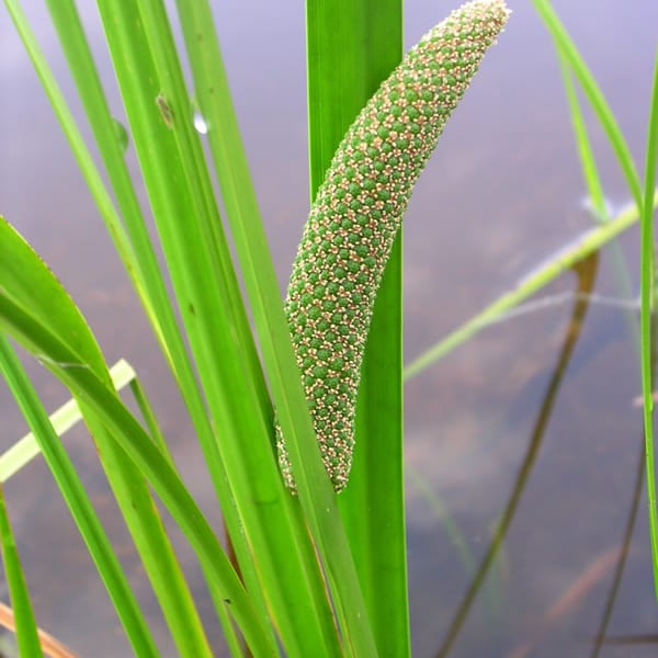 Sweetflag