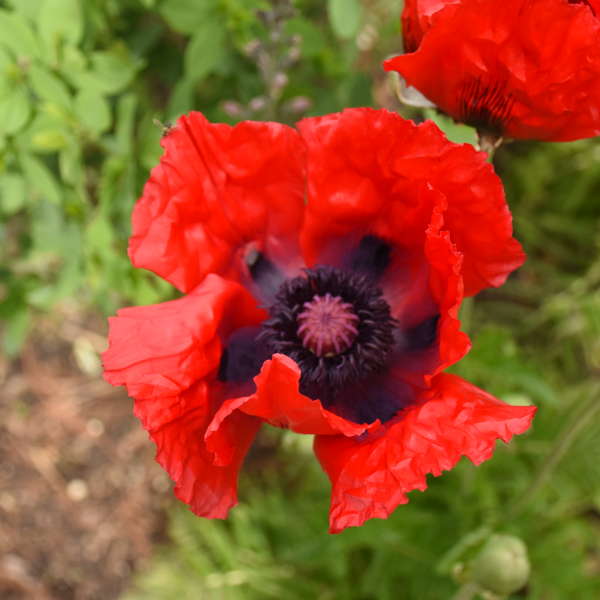 Oriental Poppies