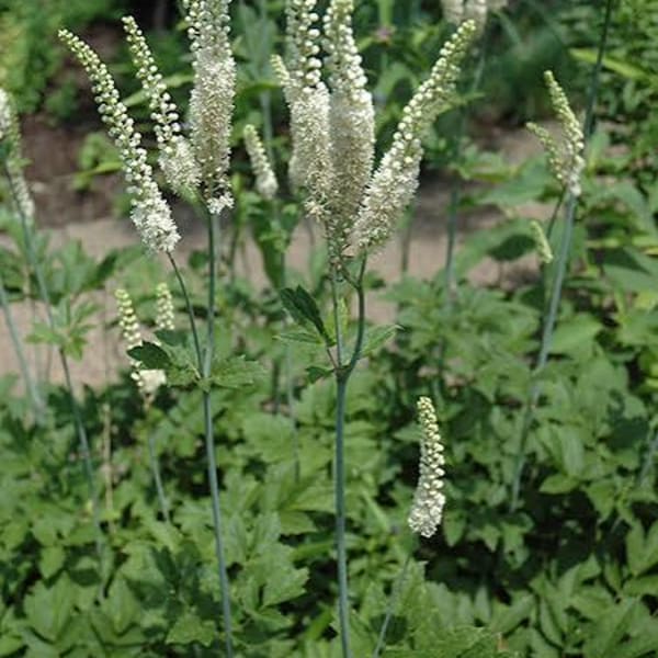 Black Cohosh