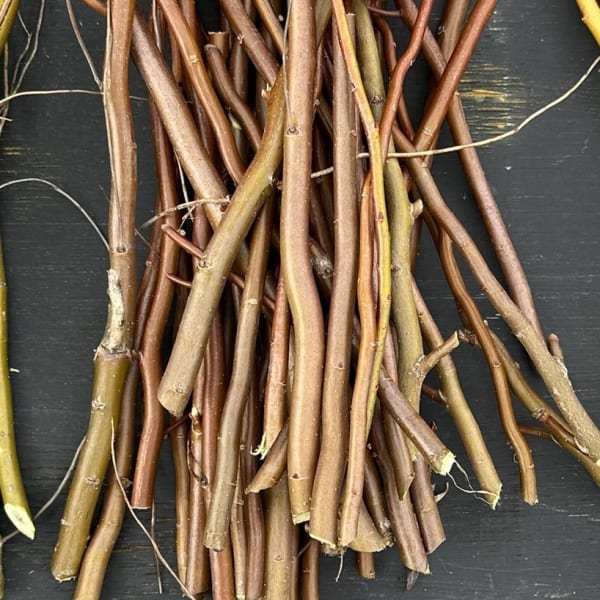 Curly Willow