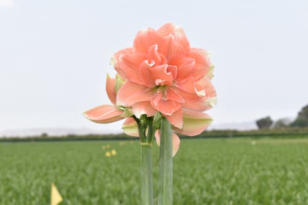 Tika Coral main item image
