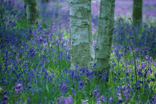English Bluebells