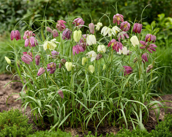 Guinea-Hen Flower