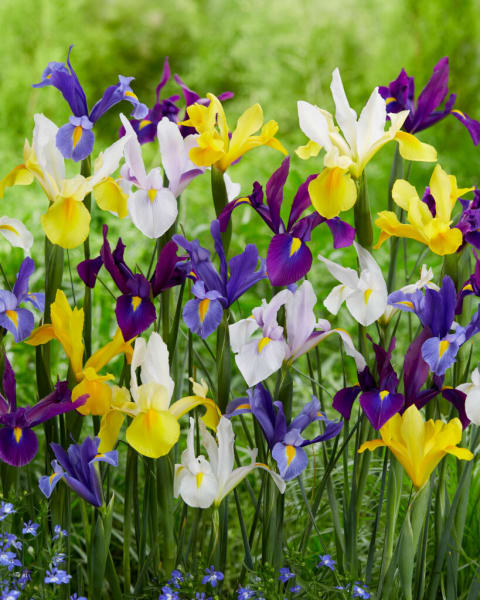 Dutch Iris Mix