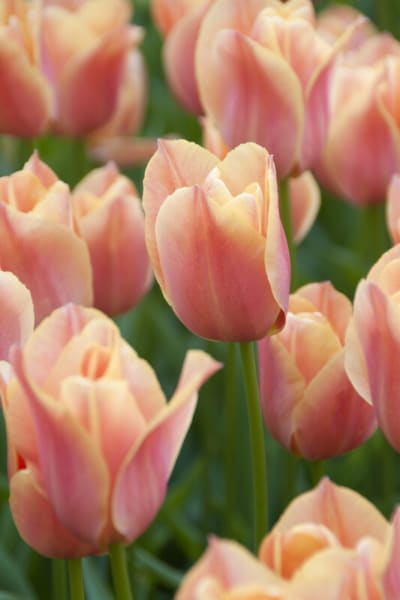 Stunning Apricot