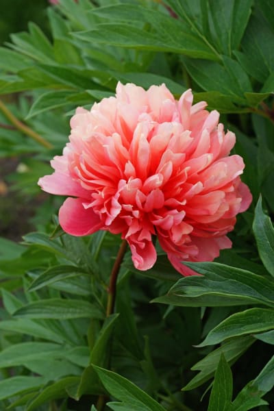 ‘Lorelei’