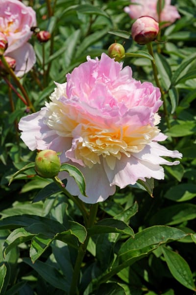‘Raspberry Sundae’ main item image