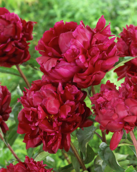 ‘Peter Brand’