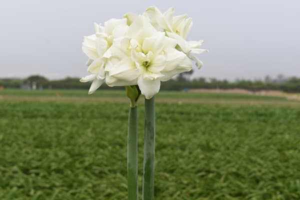 White Symphony main item image