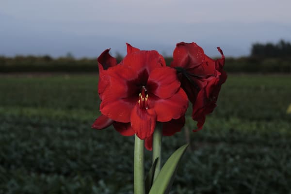 Red Fantasy main item image