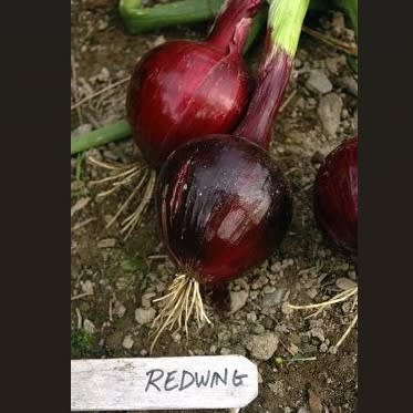 Redwing main item image