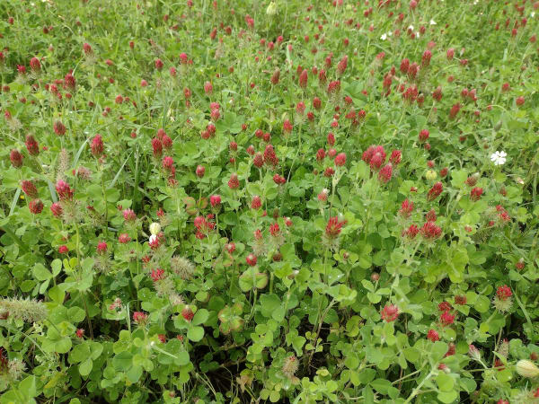 Crimson Clover