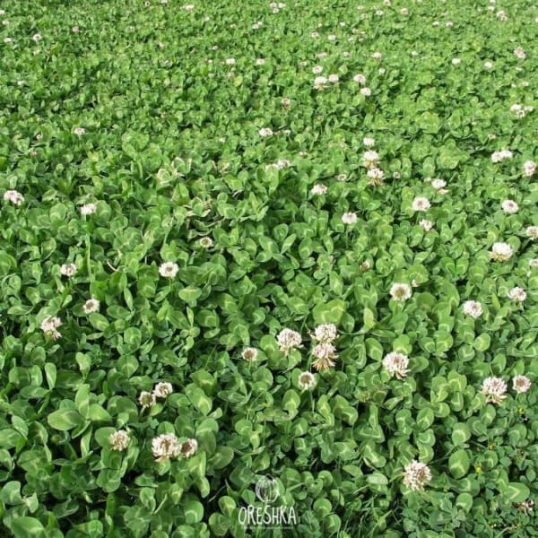 Rivendell White Clover