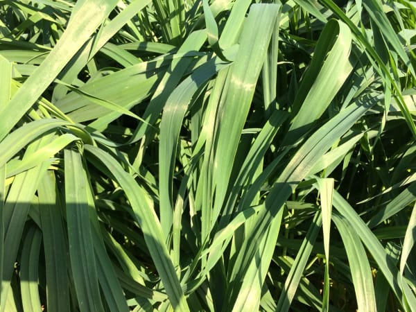 Goliath Forage Oats