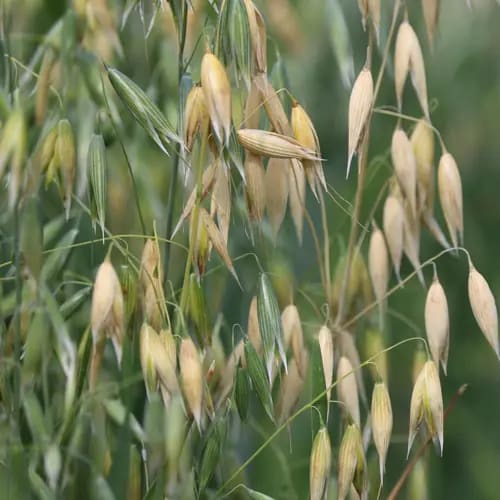 Common Oats