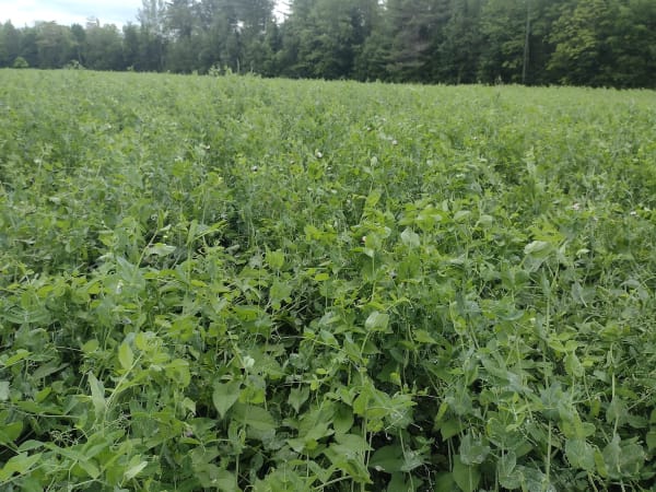 Field Peas