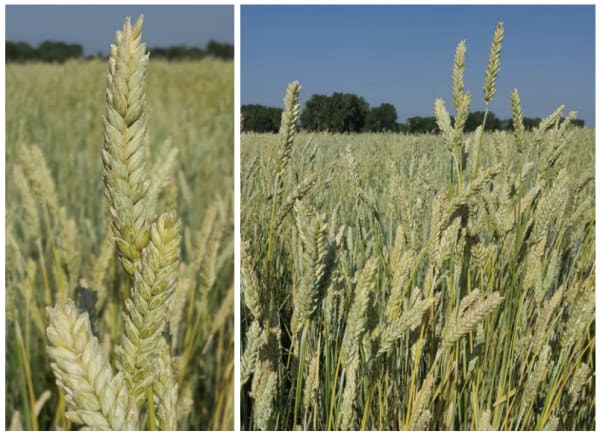 Winter Triticale