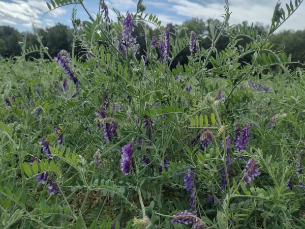 Hairy Vetch