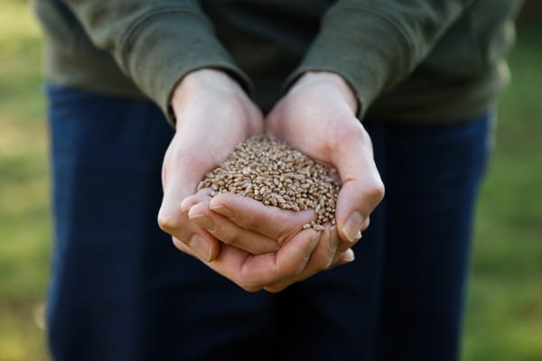 Glenn Spring Wheat