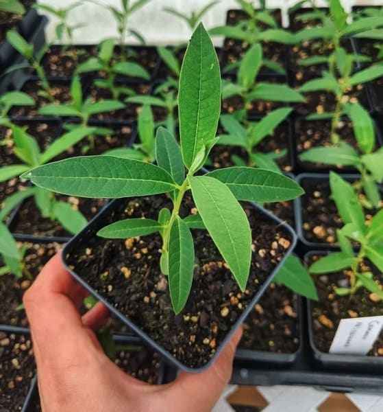 G-Force Peat-Free All-Purpose Mix