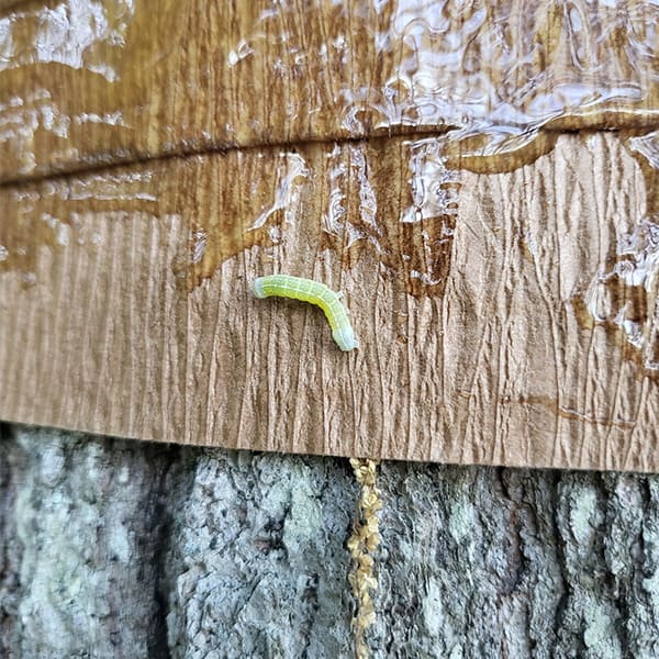 Tanglefoot Tree Care Kit