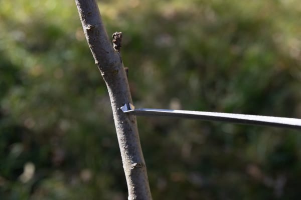 Limb Spreaders Long Assortment