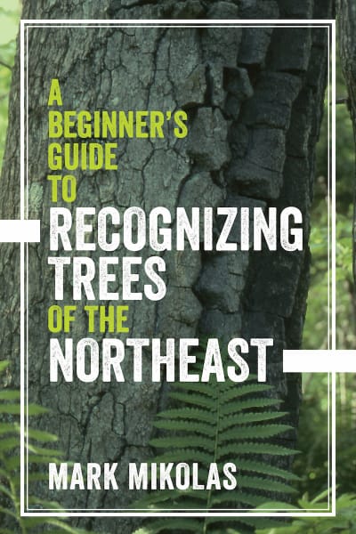 A Beginner’s Guide to Recognizing Trees of the Northeast
