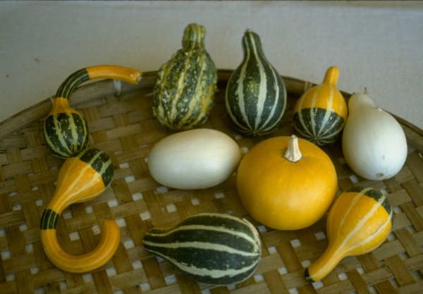 Small Ornamental Gourd Blend