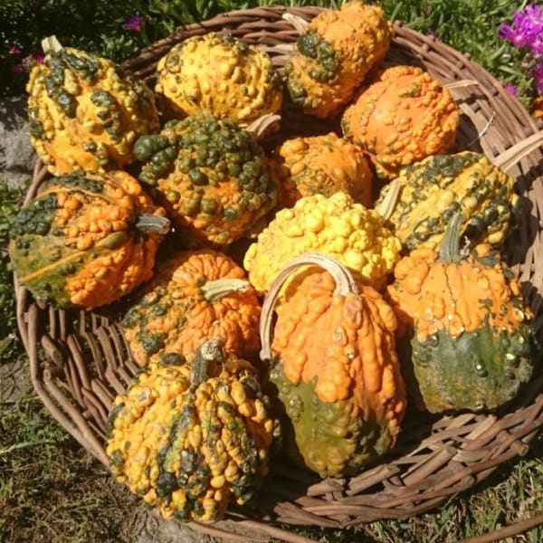 Fancy Warted Gourd Blend