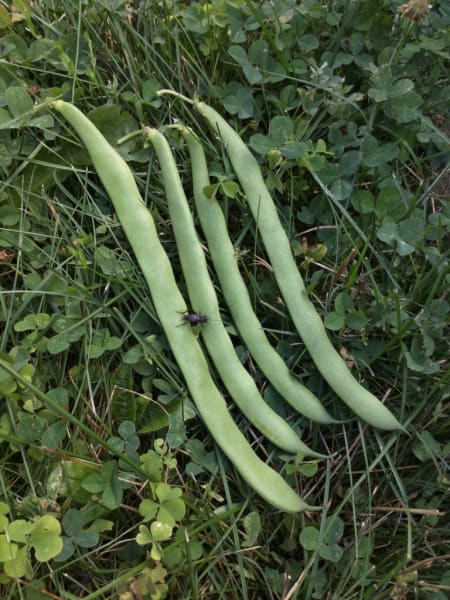 Greencrop