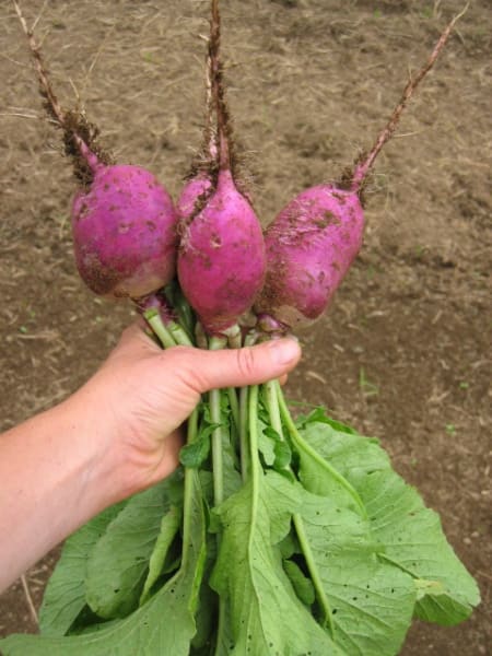 Plum Purple