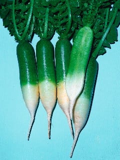 Green Meat