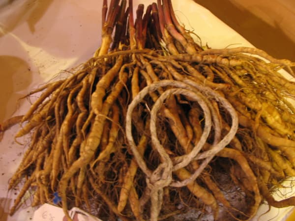 Skirret