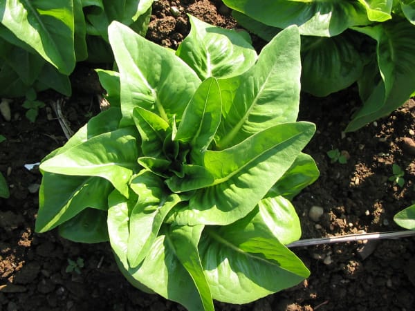Green Deer Tongue