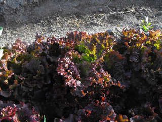 Red Tinged Winter