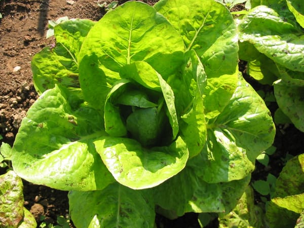 Forellenschluss Routine