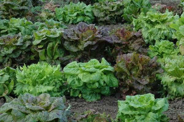 Freedom Lettuce Gene Pool