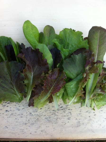 Winter Lettuce Blend