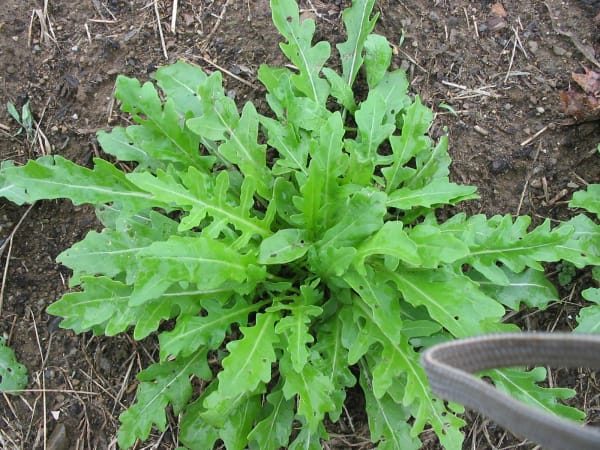 Sylvetta Wild Arugula