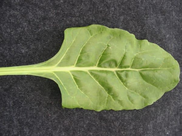Perpetual Spinach