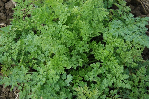 Chervil