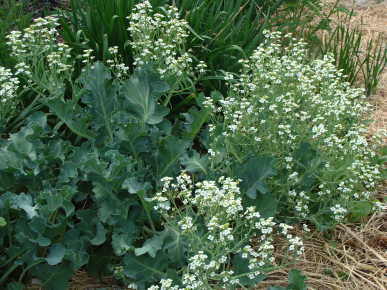 Sea Kale