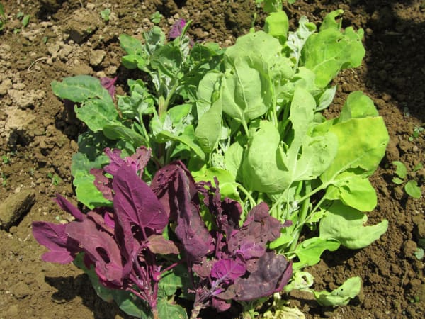 Aurora Orach Mix