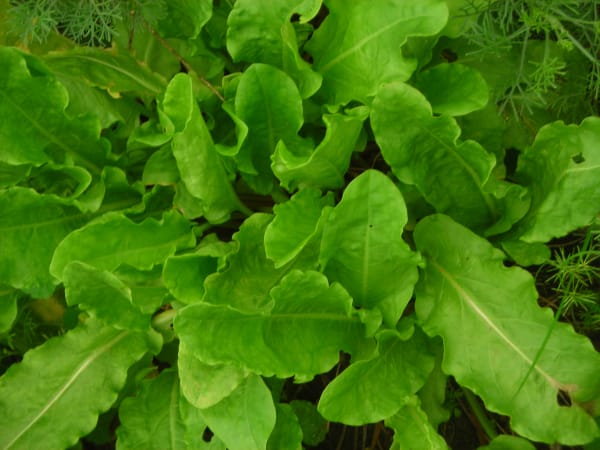 Broad-Leaved Sorrel