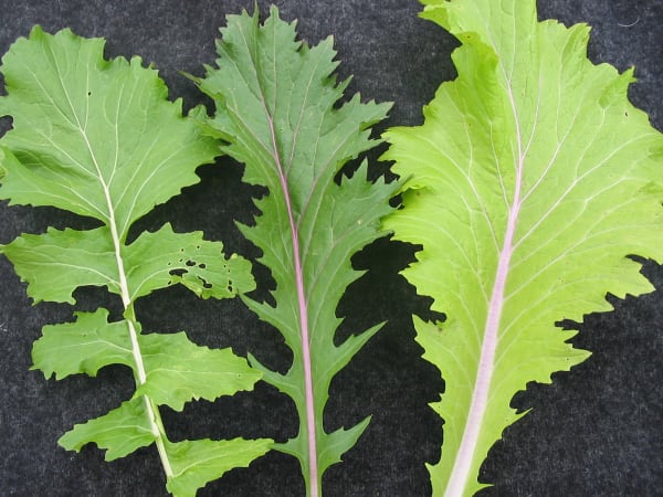 Pink Lettucy Mustard Gene Pool