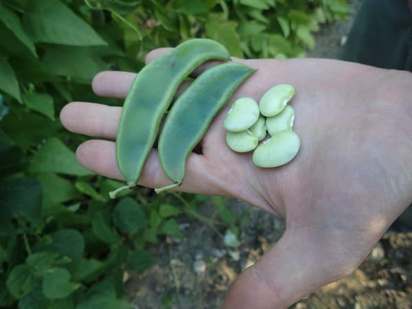King of the Garden