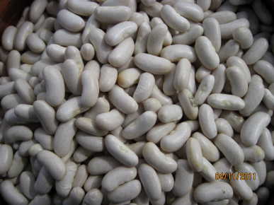 Silver Cloud Cannellini