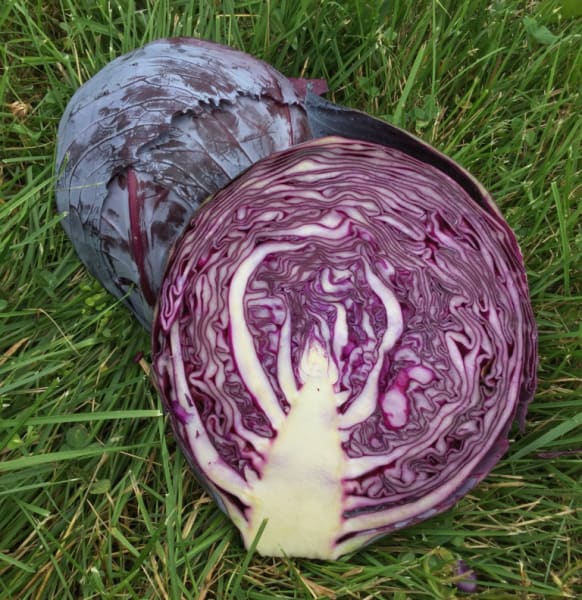 Klimaro