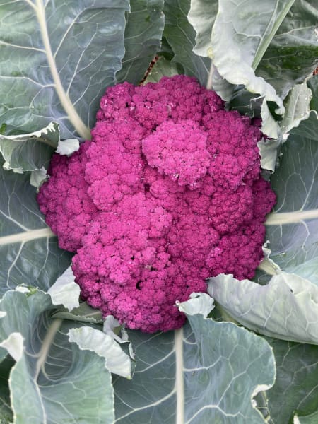 Murasaki Fioretto 70