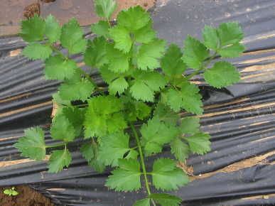 Afina Cutting Celery